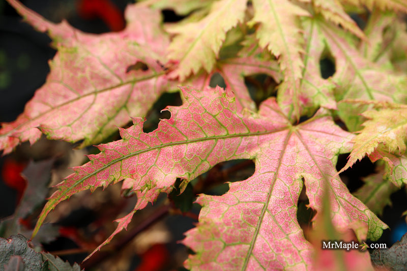 Acer palmatum 'Ruby de Sofia’ Japanese Maple