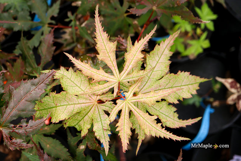 Acer palmatum 'Ruby de Sofia’ Japanese Maple