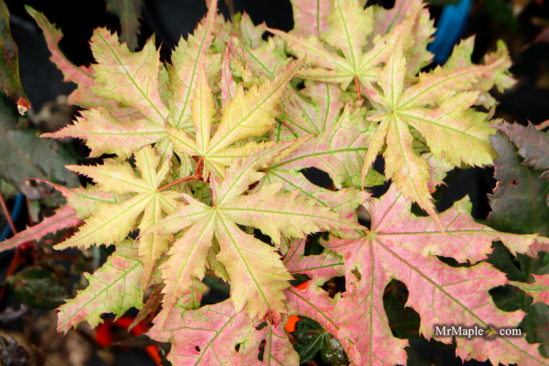 Acer palmatum 'Ruby de Sofia’ Japanese Maple