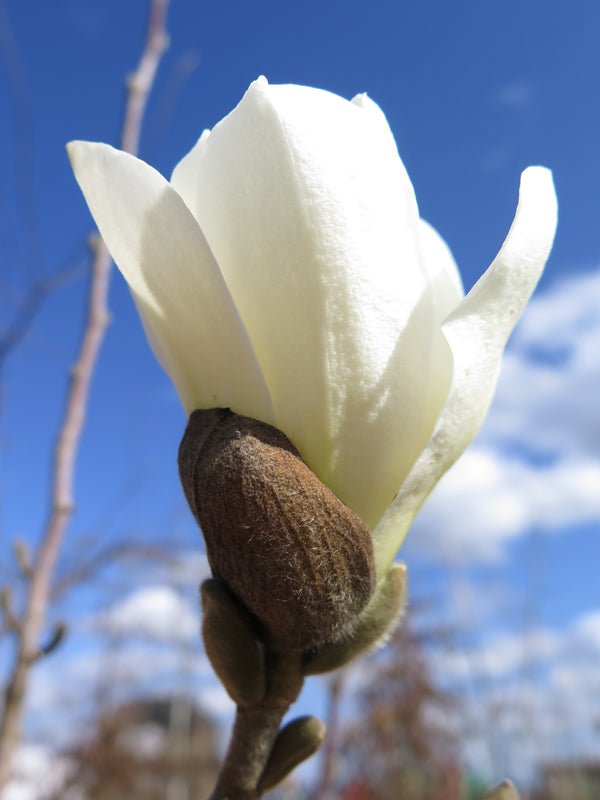 Buy Magnolia 'Genie' Maroon Flowering Magnolia — Mr Maple │ Buy
