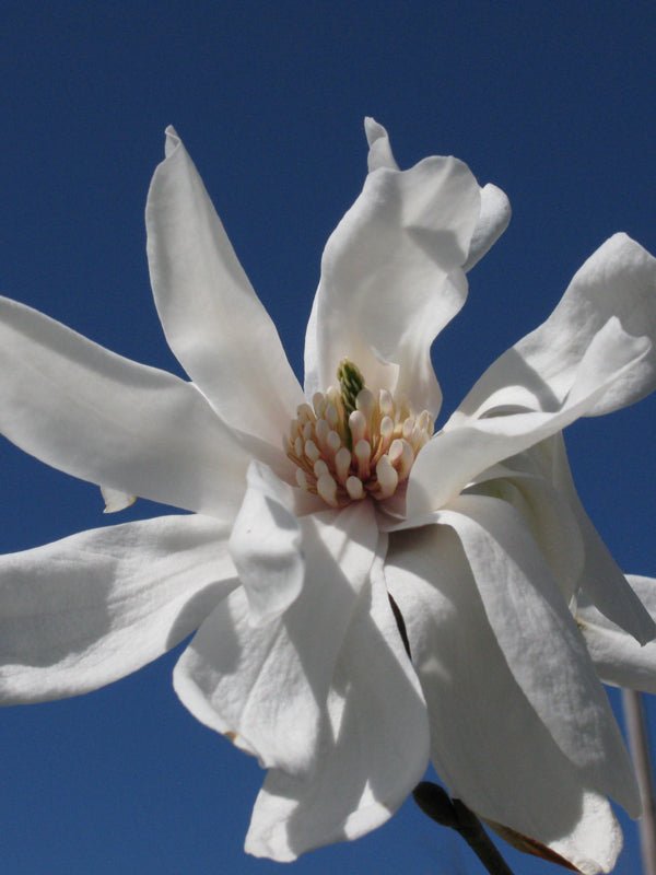 Magnolia x loebneri 'Ruth' Pink Flower Magnolia