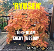 - FOR PICKUP ONLY | Acer palmatum 'Ryusen' Japanese Maple | DOES NOT SHIP - Mr Maple │ Buy Japanese Maple Trees