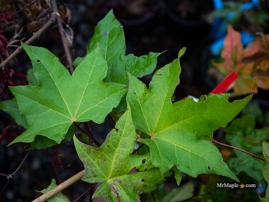 Acer longipes 'Gold Coin' Seedling Golden Maple