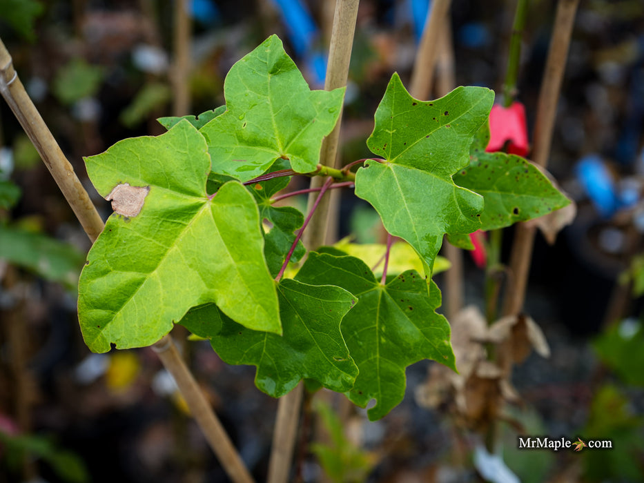 Acer longipes 'Gold Coin' Seedling Golden Maple