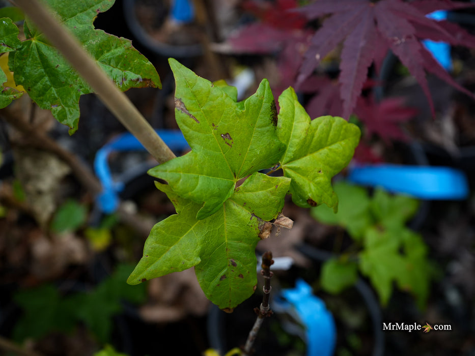 Acer longipes 'Gold Coin' Seedling Golden Maple