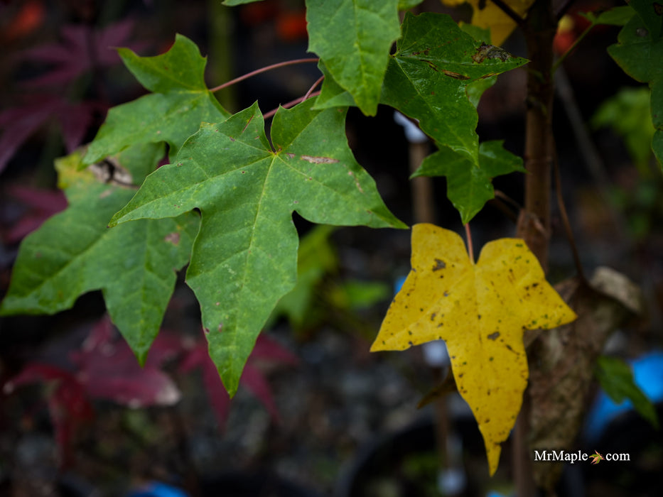 Acer longipes 'Gold Coin' Seedling Golden Maple