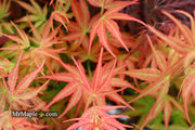 - SOLD - FOR PICKUP ONLY | Acer palmatum 'Bella' Japanese Maple | DOES NOT SHIP - Mr Maple │ Buy Japanese Maple Trees