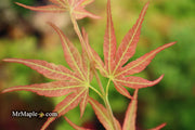 - SOLD - FOR PICKUP ONLY | Acer palmatum 'Bella' Japanese Maple | DOES NOT SHIP - Mr Maple │ Buy Japanese Maple Trees