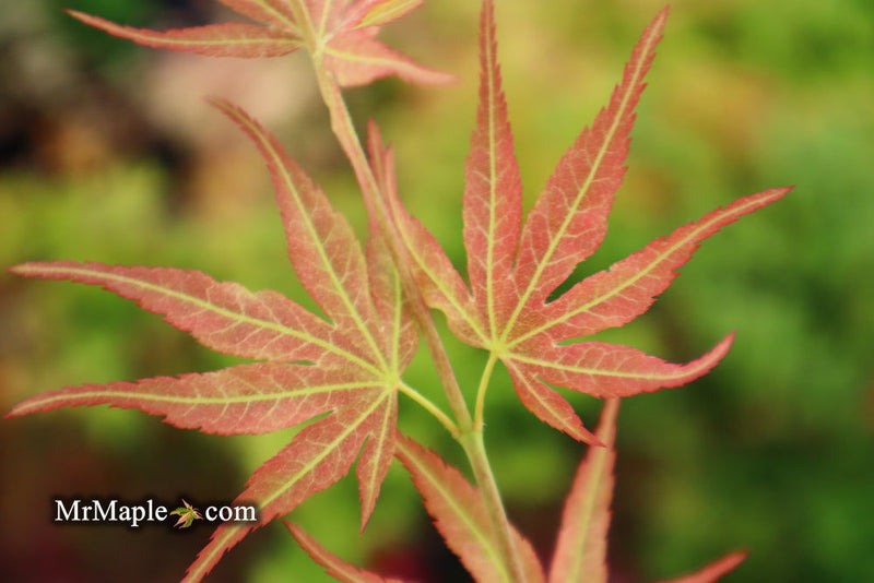 - SOLD - FOR PICKUP ONLY | Acer palmatum 'Bella' Japanese Maple | DOES NOT SHIP - Mr Maple │ Buy Japanese Maple Trees