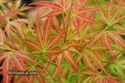 - SOLD - FOR PICKUP ONLY | Acer palmatum 'Bella' Japanese Maple | DOES NOT SHIP - Mr Maple │ Buy Japanese Maple Trees