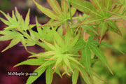 - SOLD - FOR PICKUP ONLY | Acer palmatum 'Bella' Japanese Maple | DOES NOT SHIP - Mr Maple │ Buy Japanese Maple Trees
