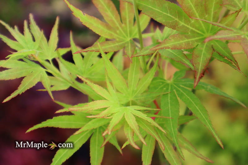 - SOLD - FOR PICKUP ONLY | Acer palmatum 'Bella' Japanese Maple | DOES NOT SHIP - Mr Maple │ Buy Japanese Maple Trees