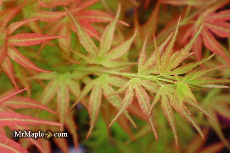- SOLD - FOR PICKUP ONLY | Acer palmatum 'Bella' Japanese Maple | DOES NOT SHIP - Mr Maple │ Buy Japanese Maple Trees