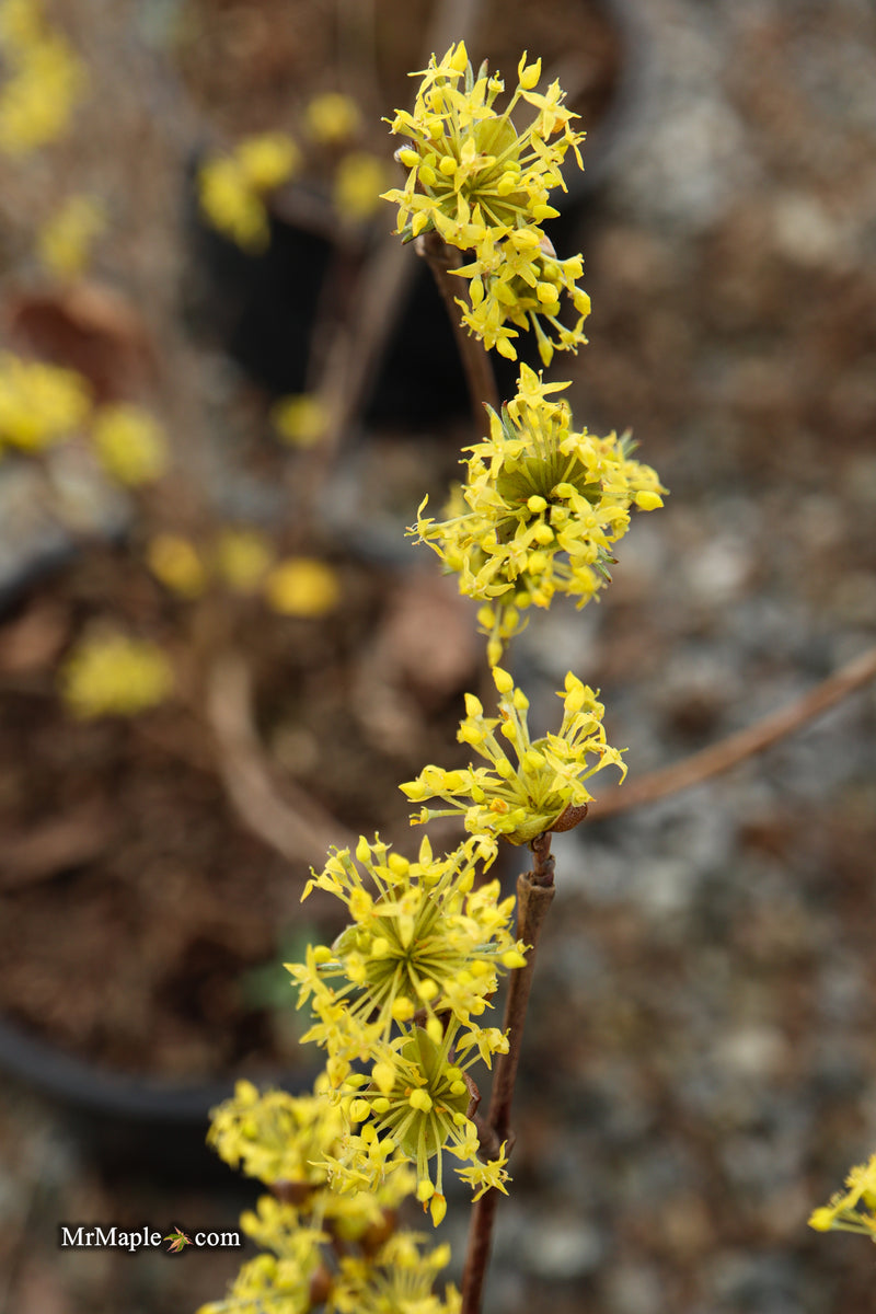 Cornus mas ‘Saffron Sentinel’ Cornelian Cherry Dogwood