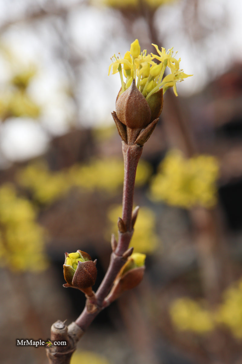 Cornus mas ‘Saffron Sentinel’ Cornelian Cherry Dogwood