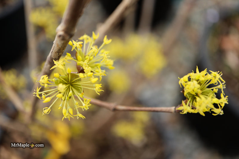 Cornus mas ‘Saffron Sentinel’ Cornelian Cherry Dogwood