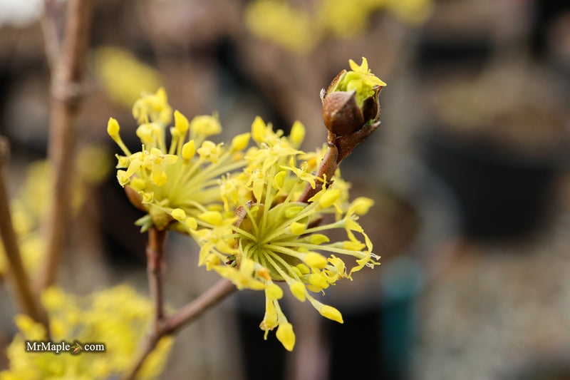 Cornus mas ‘Saffron Sentinel’ Cornelian Cherry Dogwood