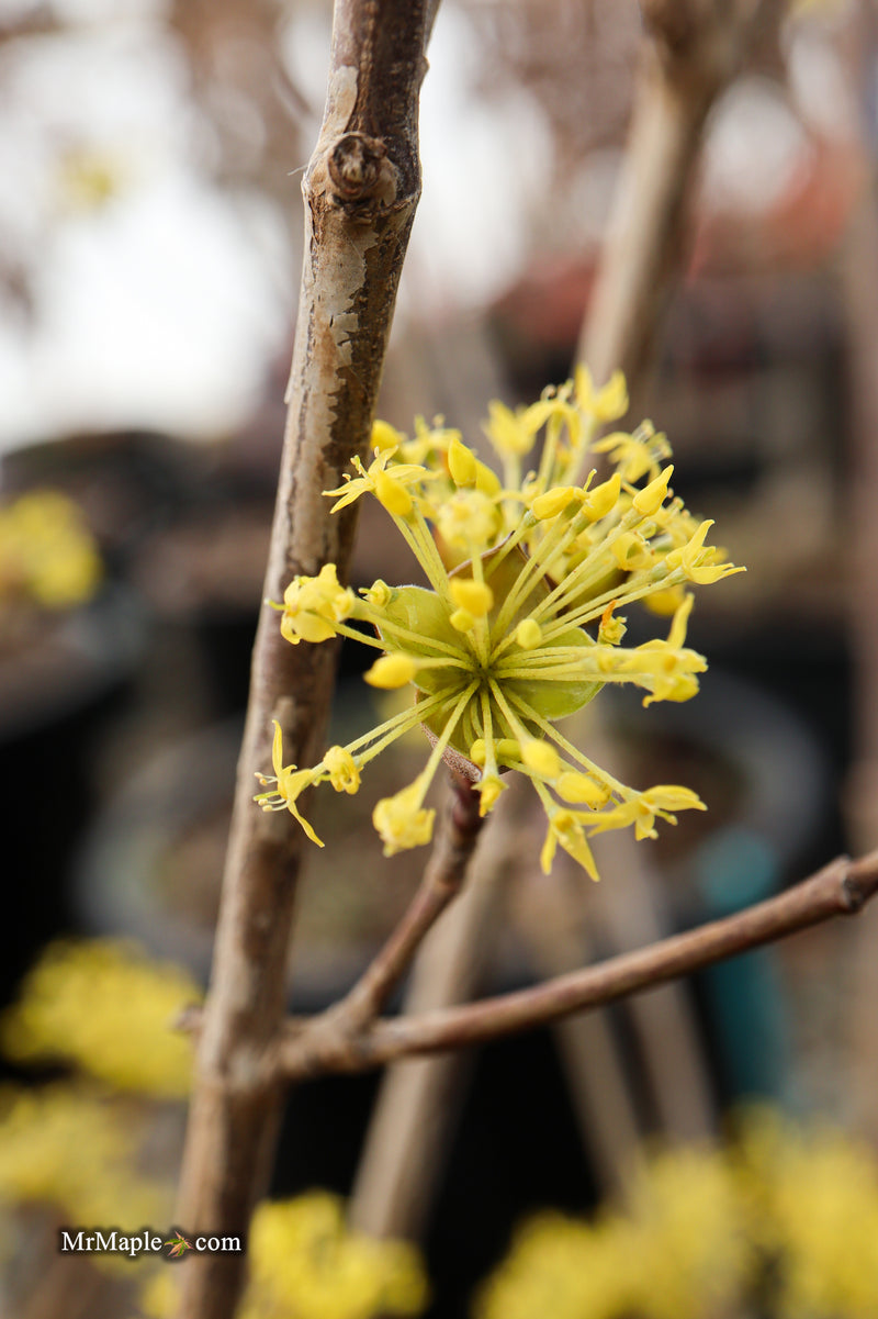 Cornus mas ‘Saffron Sentinel’ Cornelian Cherry Dogwood