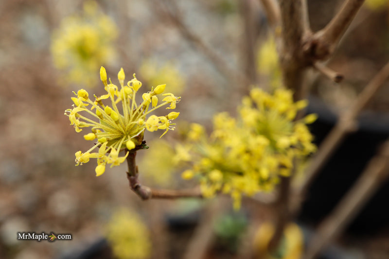 Cornus mas ‘Saffron Sentinel’ Cornelian Cherry Dogwood