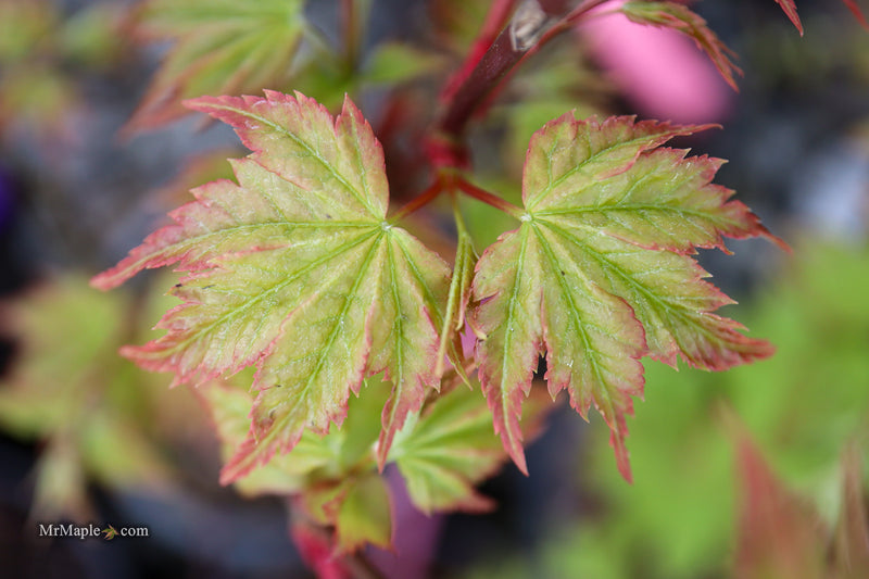 Acer palmatum 'Sagara nishiki' Japanese Maple