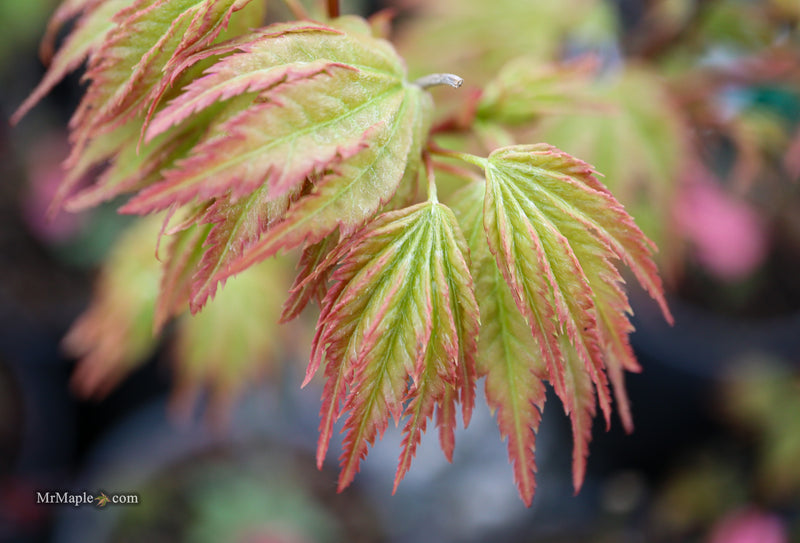 Acer palmatum 'Sagara nishiki' Japanese Maple