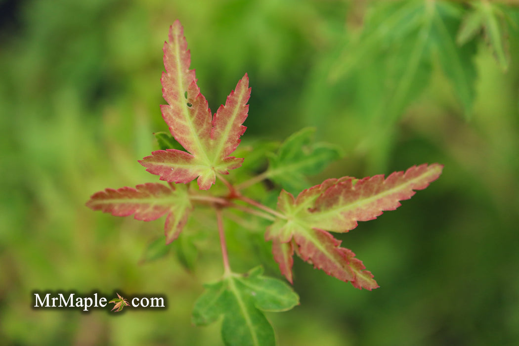 FOR PICKUP ONLY | Acer palmatum 'Saiho' Dwarf Japanese Maple | DOES NOT SHIP