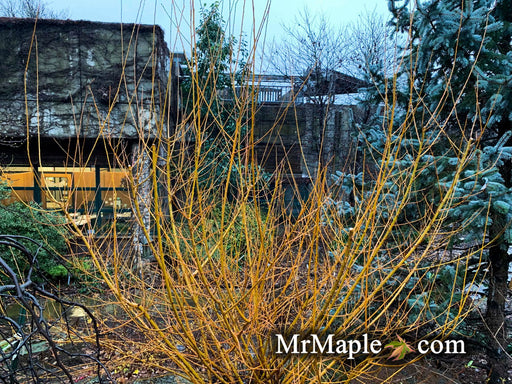- Salix 'Flame Yellow' Golden Bark Willow Tree - Mr Maple │ Buy Japanese Maple Trees