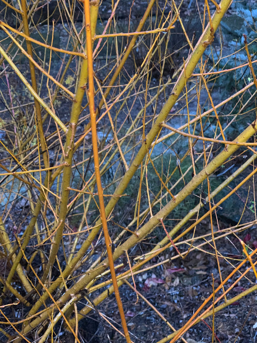 - Salix 'Flame Yellow' Golden Bark Willow Tree - Mr Maple │ Buy Japanese Maple Trees