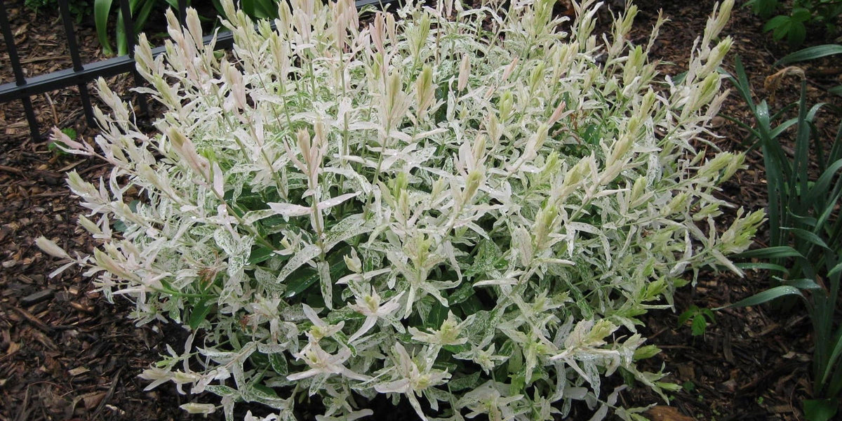 hakuro nishiki bonsai Buy Salix 'Hakuro nishiki' Variegated Willow Tree — Mr Maple │ Buy Japanese  Maple Trees