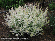 - Salix 'Hakuro nishiki' Variegated Willow Tree - Mr Maple │ Buy Japanese Maple Trees