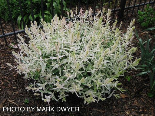 '- Salix 'Hakuro nishiki' Variegated Willow Tree - Mr Maple │ Buy Japanese Maple Trees