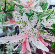 - Salix 'Hakuro nishiki' Variegated Willow Tree - Mr Maple │ Buy Japanese Maple Trees