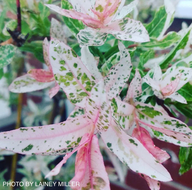 - Salix 'Hakuro nishiki' Variegated Willow Tree - Mr Maple │ Buy Japanese Maple Trees