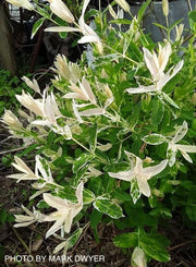 - Salix 'Hakuro nishiki' Variegated Willow Tree - Mr Maple │ Buy Japanese Maple Trees