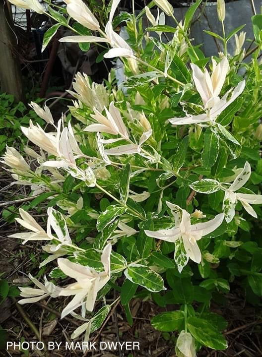 - Salix 'Hakuro nishiki' Variegated Willow Tree - Mr Maple │ Buy Japanese Maple Trees