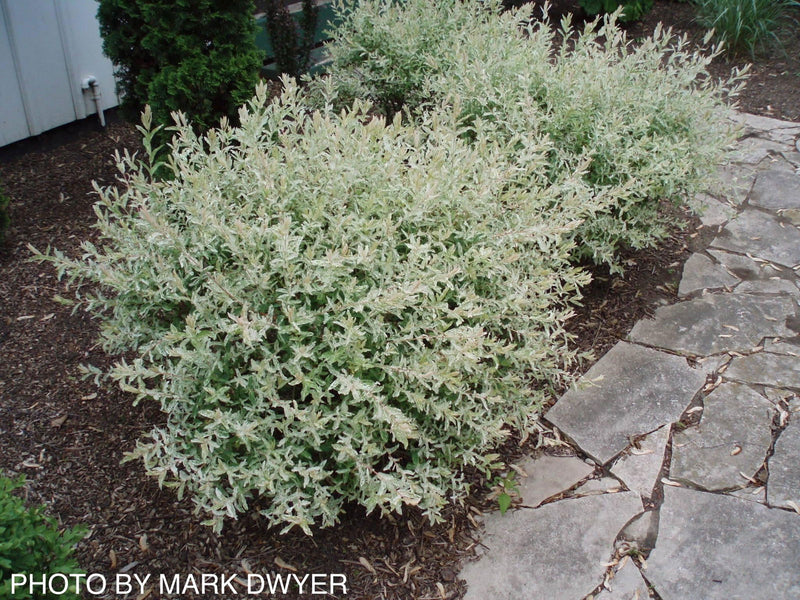 - Salix 'Hakuro nishiki' Variegated Willow Tree - Mr Maple │ Buy Japanese Maple Trees