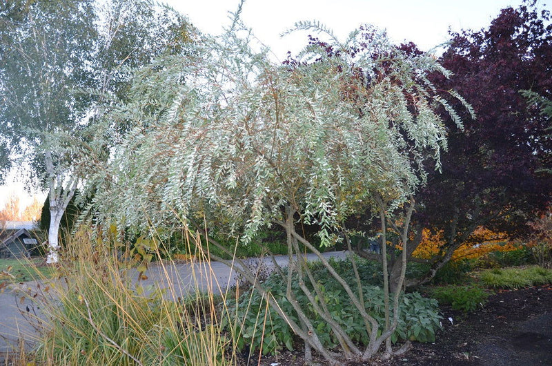 - Salix 'Hakuro nishiki' Variegated Willow Tree - Mr Maple │ Buy Japanese Maple Trees