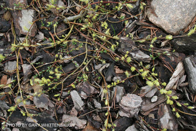- Salix repens 'Boyd's Pendula' Dwarf Weeping Willow Tree - Mr Maple │ Buy Japanese Maple Trees