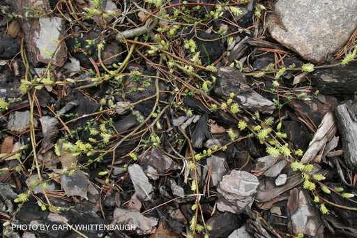- Salix repens 'Boyd's Pendula' Dwarf Weeping Willow Tree - Mr Maple │ Buy Japanese Maple Trees