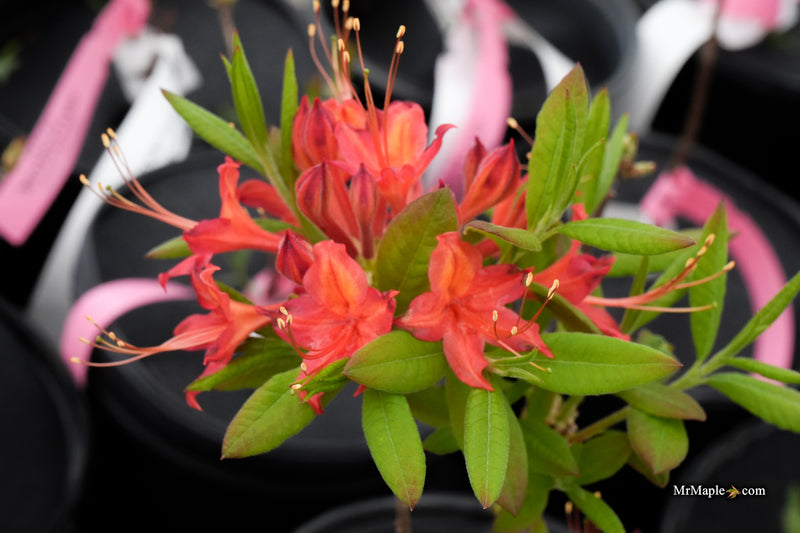 Rhododendron 'Salmon Street' Native Azalea