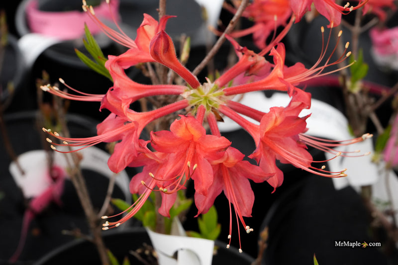 Rhododendron 'Salmon Street' Native Azalea