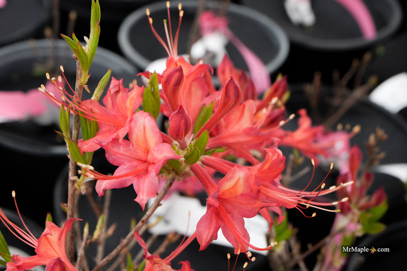 Rhododendron 'Salmon Street' Native Azalea