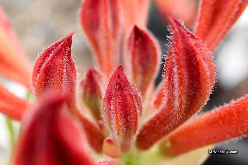 Rhododendron 'Salmon Street' Native Azalea