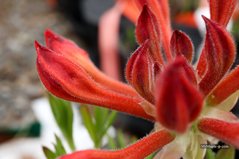 Rhododendron 'Salmon Street' Native Azalea