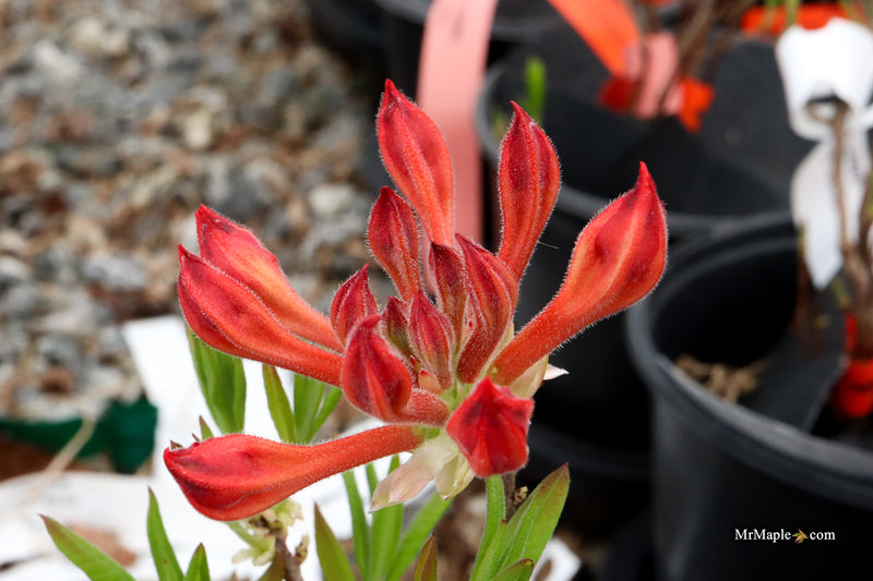 Rhododendron 'Salmon Street' Native Azalea