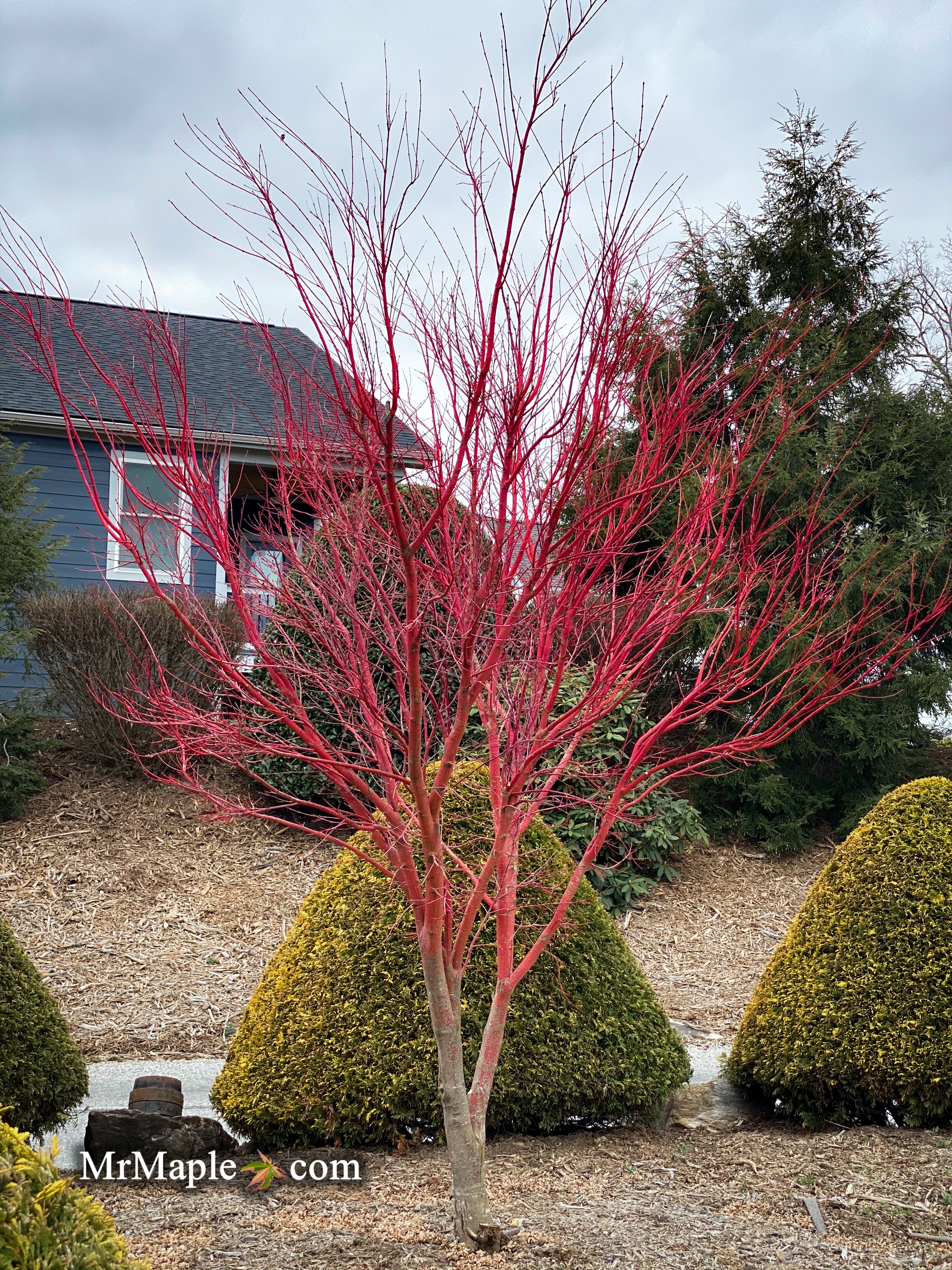 Mr Maple Acer palmatum Japanese Maple - Thumbnail 5