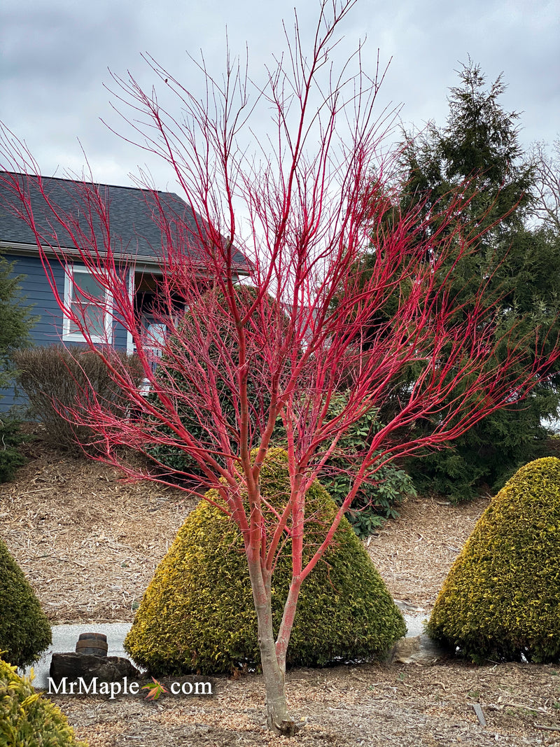 - Acer palmatum 'Sango kaku' Coral Bark Japanese Maple - Mr Maple │ Buy Japanese Maple Trees