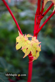 - Acer palmatum 'Sango kaku' Coral Bark Japanese Maple - Mr Maple │ Buy Japanese Maple Trees