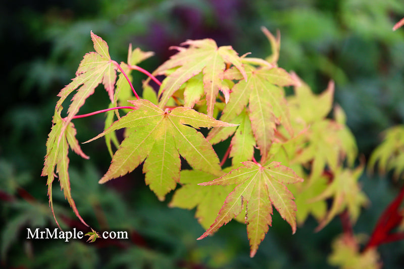 - Acer palmatum 'Sango kaku' Coral Bark Japanese Maple - Mr Maple │ Buy Japanese Maple Trees