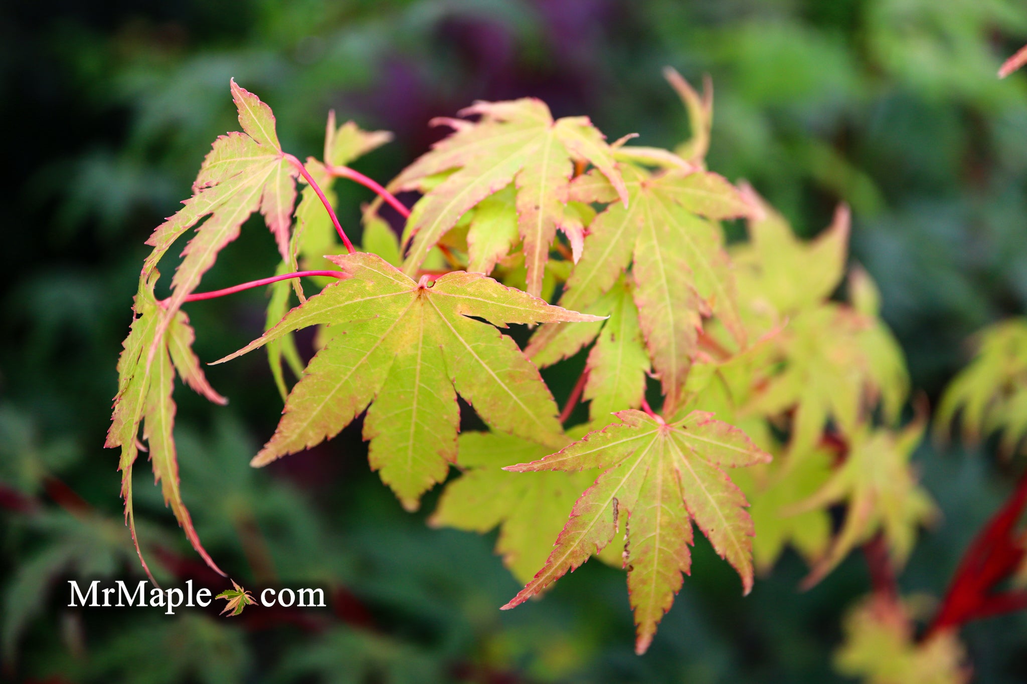 Buy Acer Palmatum 'Sango Kaku' Coral Bark Japanese Maple — Mr Maple ...